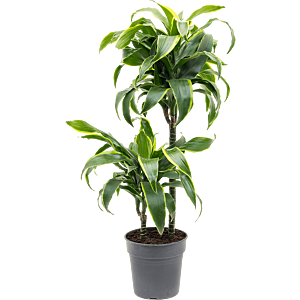 Dracaena fragrans doroda makkelijk te onderhouden kantoorplant