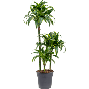 Dracaena fragrans dorado kantoorplant