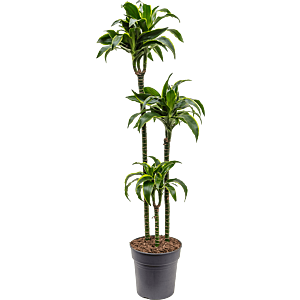 Dracaena fragrans dorado. Sterke kantoorplant
