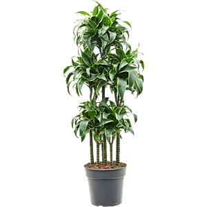 Dracaena fragrans dorado sterke kantoorplant