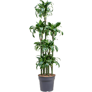 Dracaena fragrans dorado grote kantoorplant
