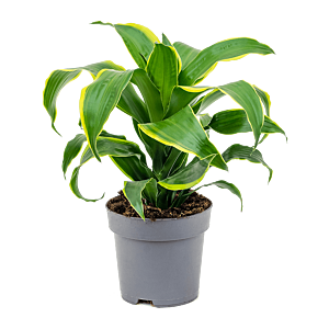 Dracaena fragrans dorado.  Kantoorplanten top 10