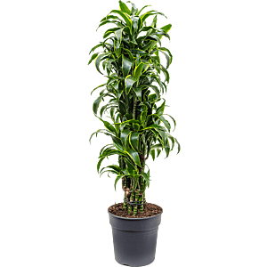 Dracaena fragrans dorado. Top 10 kantoorplanten