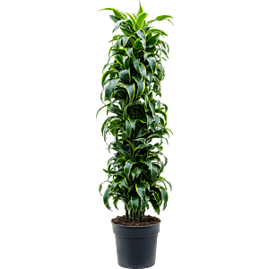 Dracaena fragrans dorado, sterke drakenbloed voor kantoor