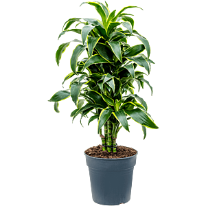 Dracaena fragrans dorado sterke kantoorplant