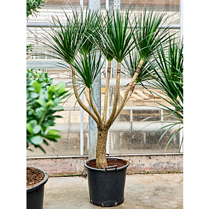 Dracaena draco