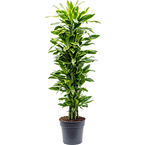 Dracaena fragrans 'Golden Coast'
