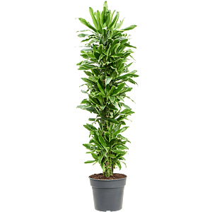 Dracaena fragrans 'Golden Coast'