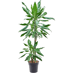 Dracaena fragrans burundii, plant voor kantoor