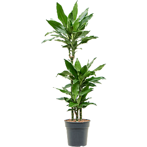 Dracaena fragrans burundii, makkelijke kantoorplant
