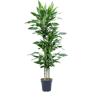 Dracaena fragrans 'Burundii'