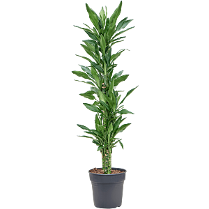 Dracaena fragrans 'Burundii'