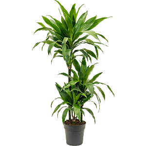 Dracaena fragrans 'Janet Craig'
