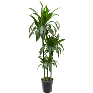 Dracaena fragrans 'Janet Craig'