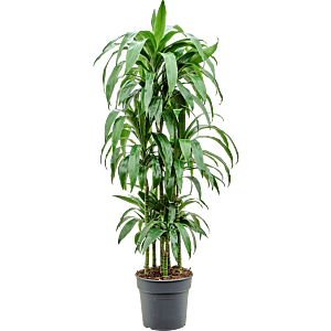 Dracaena fragrans 'Janet Craig'