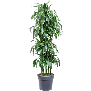 Dracaena fragrans 'Janet Craig'