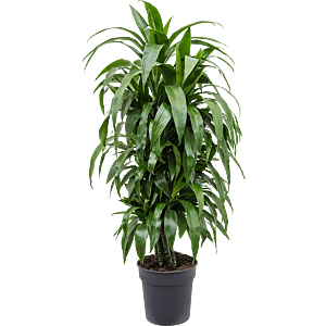 Dracaena fragrans 'Janet Craig'