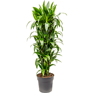 Dracaena fragrans 'Janet Craig'