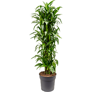 Dracaena fragrans 'Janet Craig'
