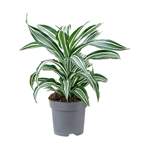 Dracaena fragrans 'Jade Jewel'