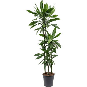 Dracaena fragrans 'Janet Lind'