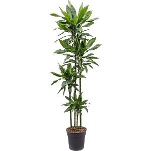 Dracaena fragrans 'Janet Lind'