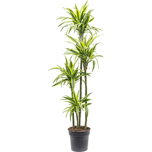 Dracaena fragrans 'Lemon Lime'