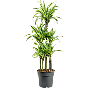 Dracaena fragrans 'Lemon Lime'