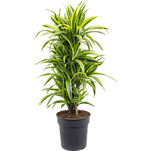 Dracaena fragrans 'Lemon Lime'