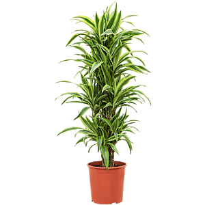 Dracaena fragrans 'Lemon Lime'