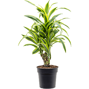 Dracaena fragrans 'Lemon Lime'