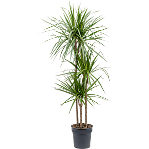 Dracaena marginata kantoorplant