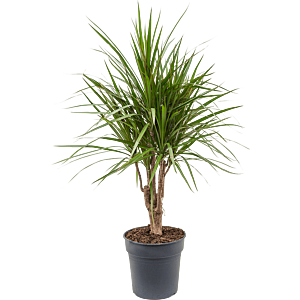 Dracaena marginata