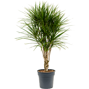 Dracaena marginata, kantoorplant op stam
