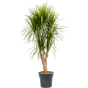 Dracaena marginata, kantoorplant op stam