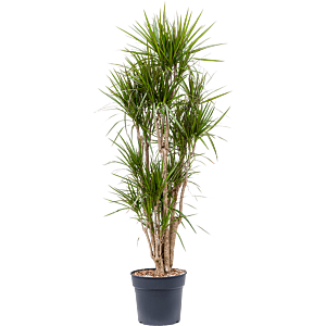 Dracaena marginata