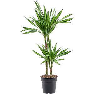 Dracaena fragrans 'Riki'