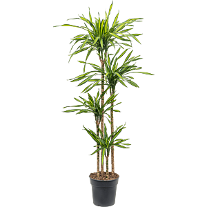Dracaena fragrans 'Riki'