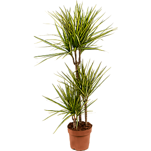Dracaena marginata 'Sunray'