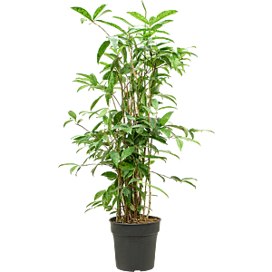 Dracaena surculosa (90-120)