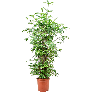 Dracaena surculosa (125-150)