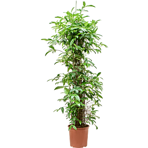 Dracaena surculosa