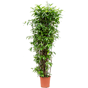 Dracaena surculosa