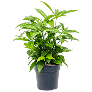 Dracaena surculosa