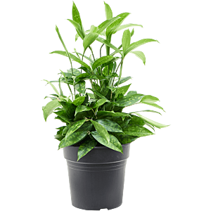 Dracaena surculosa