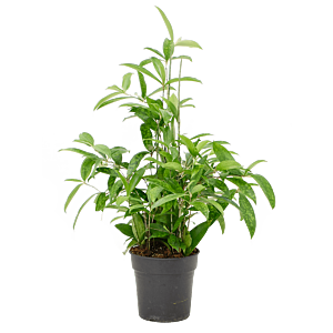 Dracaena surculosa