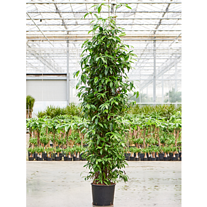 Dracaena surculosa