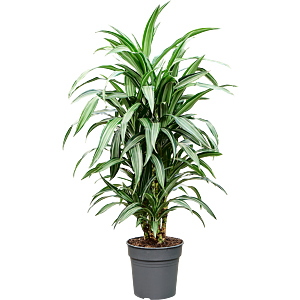 Dracaena fragrans 'Ulises'
