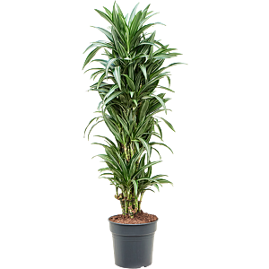 Dracaena fragrans 'Ulises'
