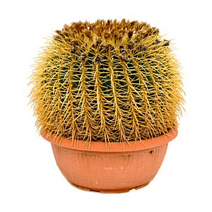 Echinocactus grusonii